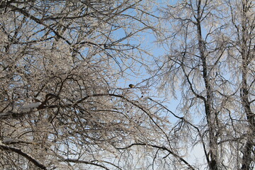 Fototapeta premium tree branches with frost on the background of a blue sky in winter 