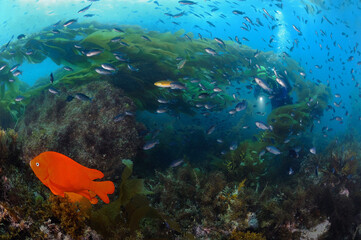 Fototapeta na wymiar Scuba diver swimming with many fish including garibaldi Catalina Island CA USA