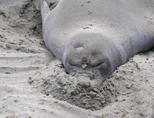 Elephant seal with face in sand sleeping San Simeon CA USA