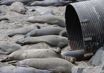 Fototapeta premium Elephant seals sunning with one in drainage pipe San Simeon CA USA