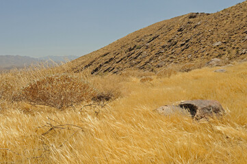 Dried desert grasses Palm Springs CA USA