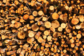 Closeup of a Pile of freshly cut pine wood
