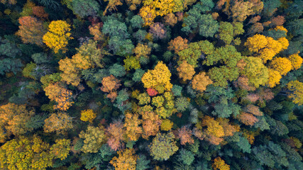Fototapeta na wymiar Autumn forest aerial drone view