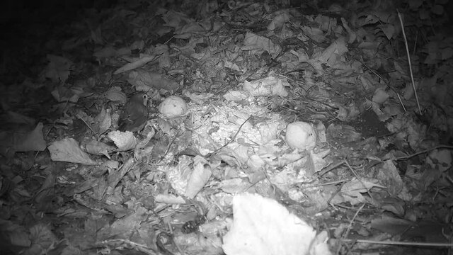 Rotkehlchen (Erithacus rubecula) sucht schon vor Sonnenaufgang nach Futter an der Futterstelle im Garten