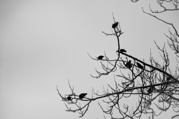 Krähen auf Baum 3
