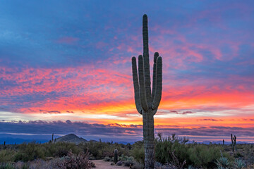 Sunrise Skies In North Scottsdale With Saguaro Cactus