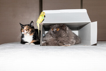 British cat in a box looks at a parrot. Nearby lies a three-colored cat. Friendship of animals.