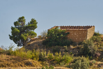 Fototapeta premium Old and Ruined house next to a tree in the forrest