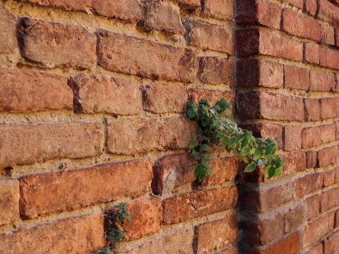 Parietaria pianta che cresce sui muri