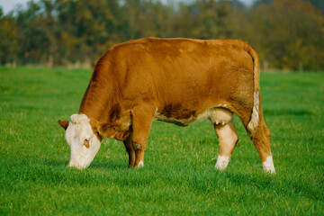 Herd of cows at summer green field. Cows On On Farmland