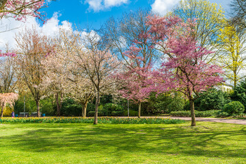 Beautiful Garden with blooming trees during spring time