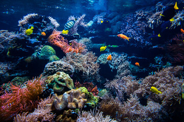 Naklejka na ściany i meble Coral colony and coral fish. Underwater view