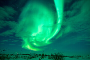 The sky is full of northern lights and aurora borealis with a few clouds. The foreground is trees and shrubs. Near Churchill, Manitoba, Canada