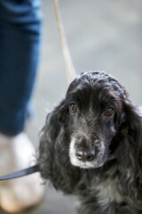 English Cocker Spaniel during a dog show