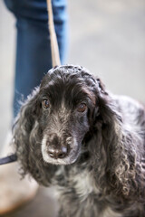 English Cocker Spaniel during a dog show