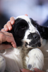 Baby English Cocker Spaniel during a dog show