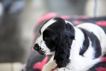 Baby English Cocker Spaniel during a dog show