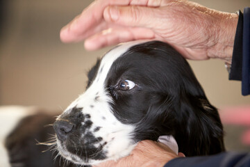 Baby English Cocker Spaniel during a dog show