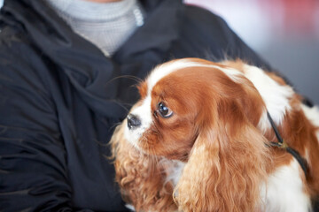 Cavalier King Charles Spaniel during a dog show