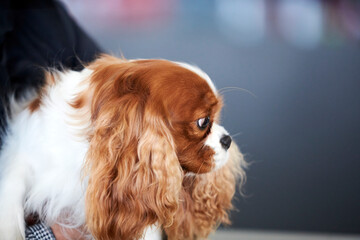 Cavalier King Charles Spaniel during a dog show