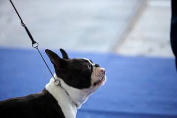 A beautiful Boston Terrier during a dog show