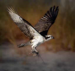 Osprey picks up natural material for nest