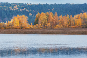 Autumn forest view by the lake. Republic of Karelia.
