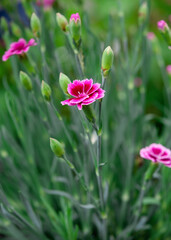 pink carnations in the garden in summer day
