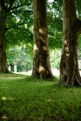Fototapeta na wymiar trees in the park and green grass in sunny summer day 