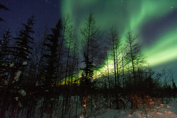 The northern lights shine strong over top of the boreal forest spruce trees near Churchill,...