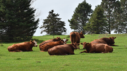 Fototapeta na wymiar Content angus cows resting in grass in rural Minnesota