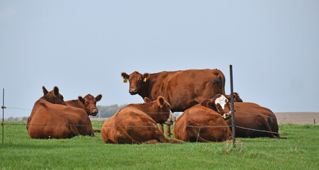 Content angus cows resting in grass in rural Minnesota - obrazy, fototapety, plakaty