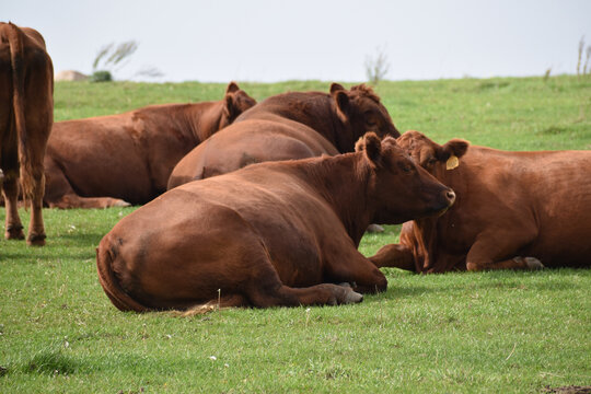 Content angus cows resting in grass in rural Minnesota