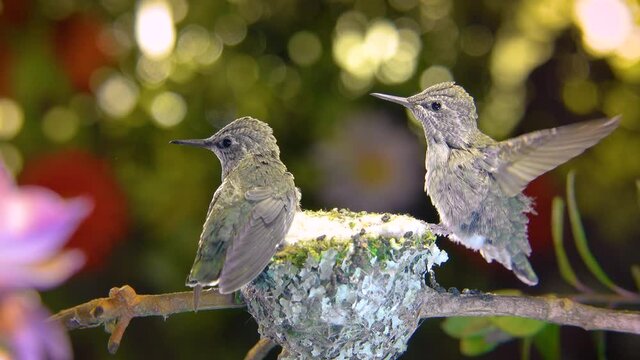 The brief moment of two baby hummingbirds flapping wings face to face, as if encouraging each other, with zooming.