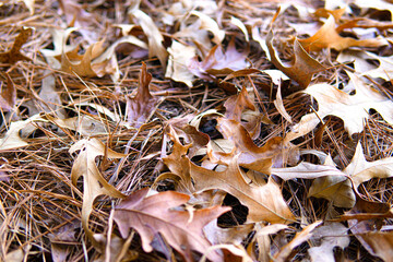A Beautiful Dried Leaves and Pine Straw