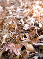 A Beautiful Dried Leaves and Pine Straw