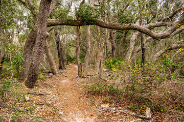 Path through the woods