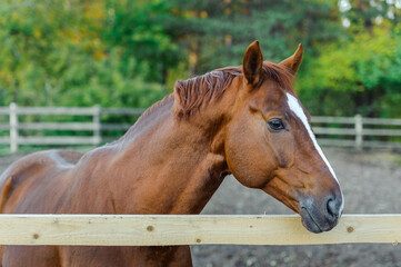 Fototapeta premium Beautiful Brown Horse portrait in the stable outdoors.