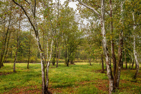 Birch Trees Along West Branch Conneaut Creek Ashtabula County Ohio