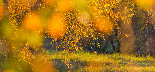 Fototapeta premium Golden birch forest. Panoramic view. Green, orange, yellow, red leaves, close-up. Autumn background with leaves and golden sun lights, natural bokeh. Fall nature landscape with copy space, banner.