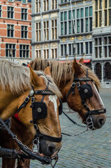 Horses in the Grote Markt (Great Market Square) of Antwerp, Belgium