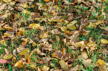 Autumn nature background. Yellow and brown fallen leaves on green grass background.