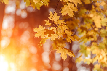 Naklejka na ściany i meble Autumn leaves of maple tree on blurred nature background. Shallow focus. Fall sun bokeh.