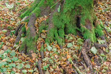 Large roots of old tree in autumn.Natural background. Beautiful intertwining roots of trees covered with moss and fall colorful leaves.Tree roots in autumn forest scene
