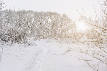 Forest path in winter with lots of snow for hiking and walking, snow-covered trees, winter landscape, winter sunset.