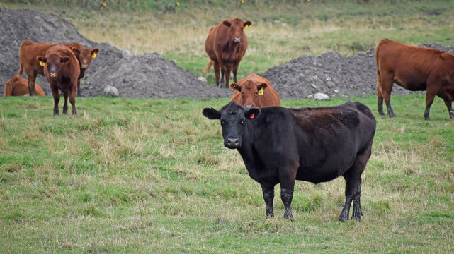 Content black and red angus cows graze on grass in rural minnesota