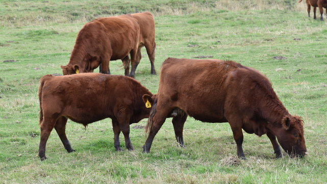 Content black and red angus cows graze on grass in rural minnesota