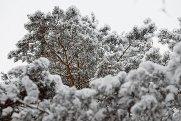 tall pines in the snow and frost, view from below, use as a background
