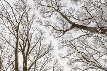 A lot of snow on tree branches. Winter forest after a heavy snowfall.