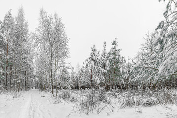 Panorama. Hiking trail in the forest in winter with lots of snow, footprints in the snow of people. Snow-covered trees, winter landscape